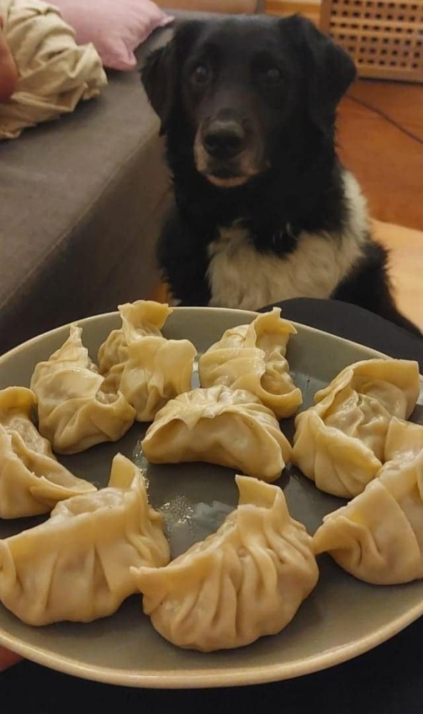 Смешные животные, которым нужна ваша еда (22 фото) Смешные животные, которым нужна ваша еда (22 фото)