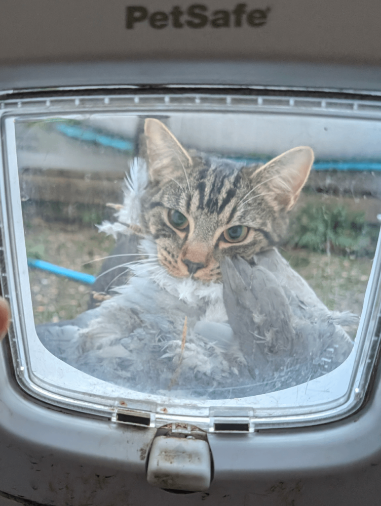 
        25&nbsp;вдохновляющих пушистых помощников, которые властвуют в&nbsp;домах и&nbsp;сердцах    