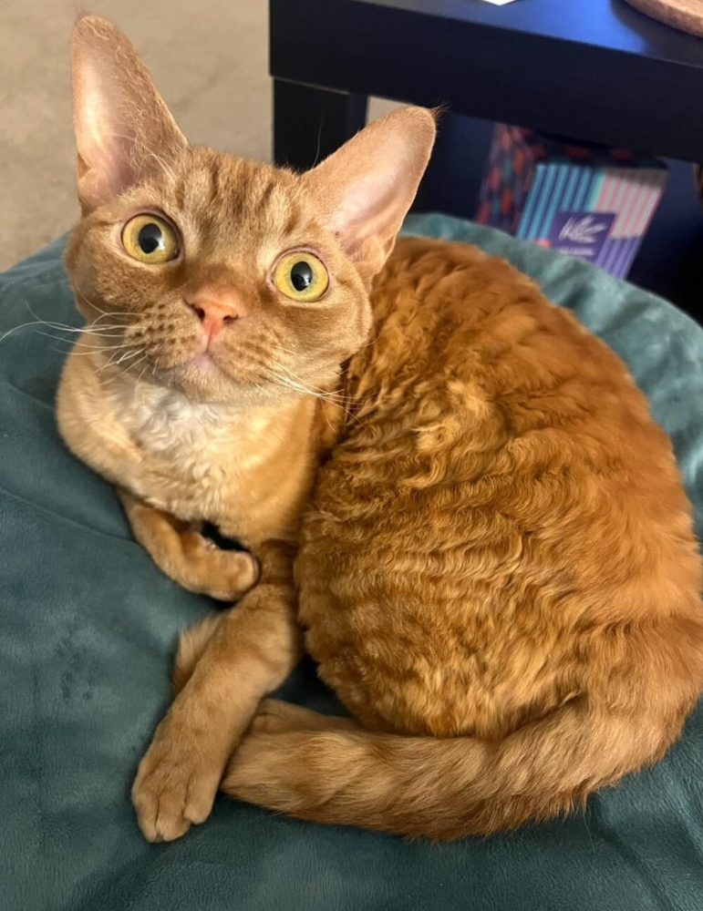 
        20&nbsp;кодов доступа к&nbsp;котонастроениям и&nbsp;которазвлечениям    