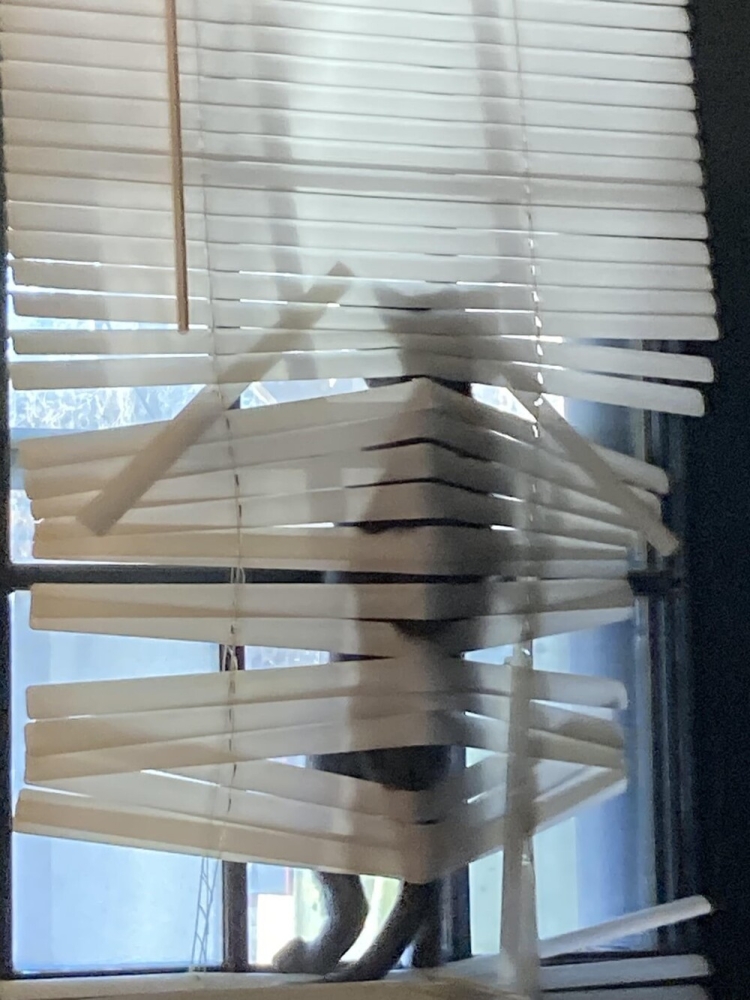 25 котиков, которые следят за дедлайнами и настроением
25 котиков, которые следят за дедлайнами и настроением