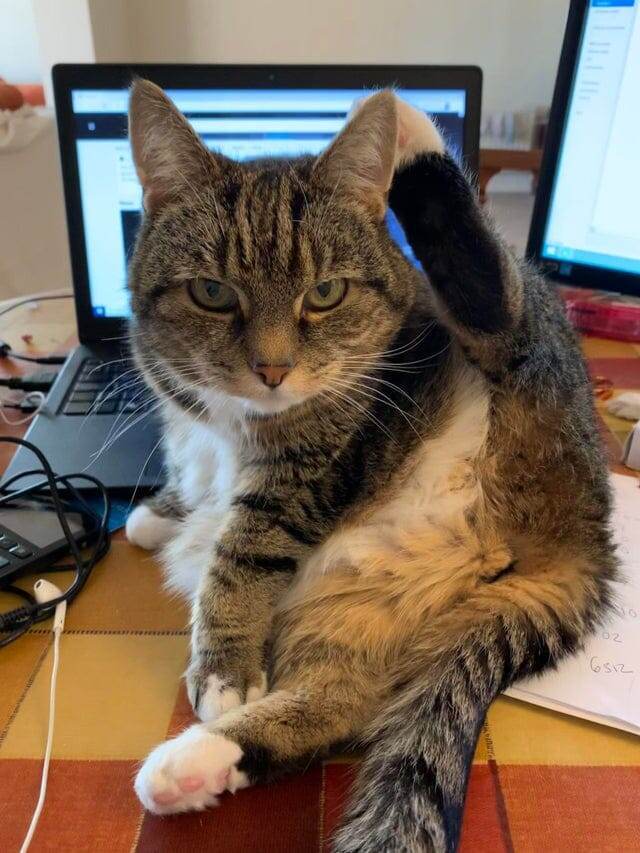 18 животных, которые перешли все границы дозволенного
18 животных, которые перешли все границы дозволенного