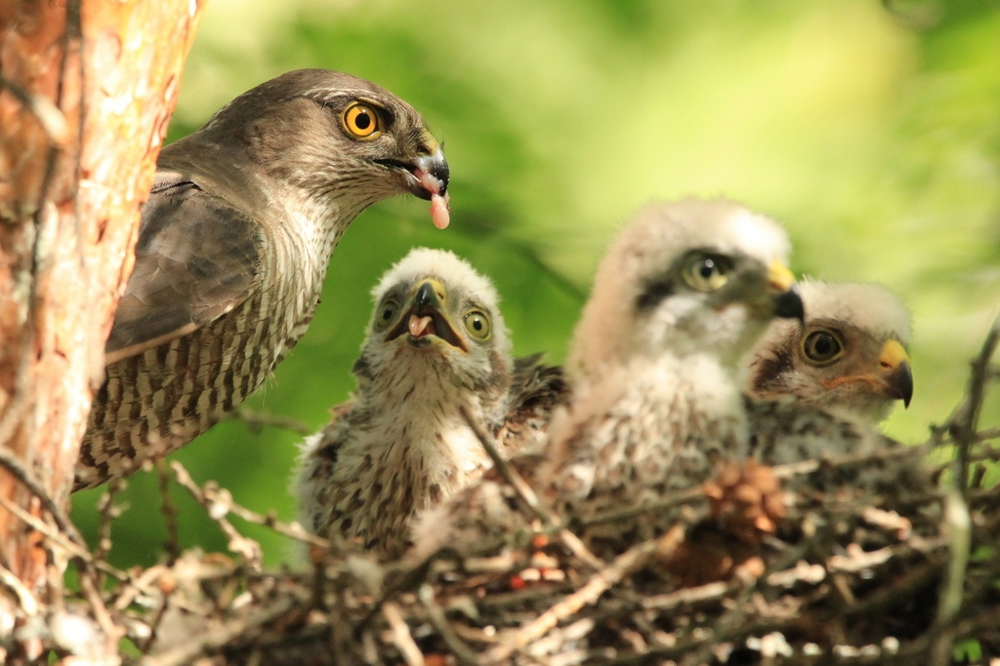 Ястреб-перепелятник: грозный маленький хищник
Ястреб-перепелятник: грозный маленький хищник