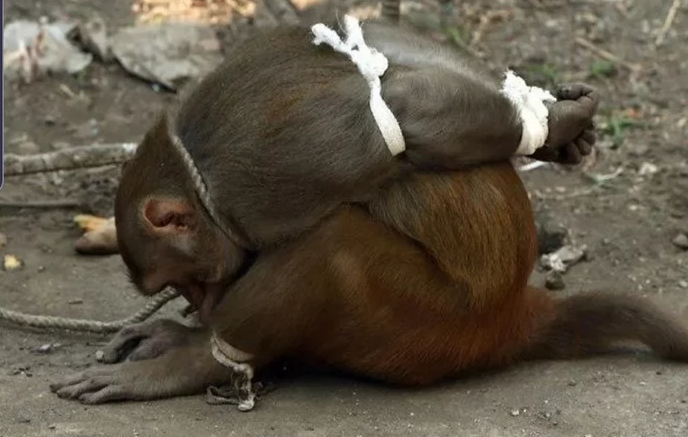 
        Украл, укусил - под&nbsp;арест: как&nbsp;устроена обезьянья тюрьма    