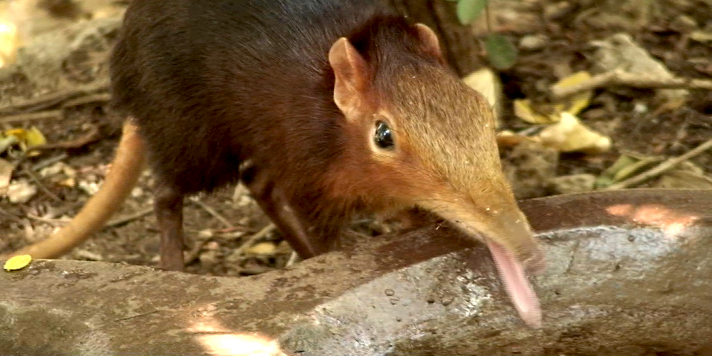
        Хоботковая собачка: как&nbsp;гены слона изменили жизнь крошечного зверька?    