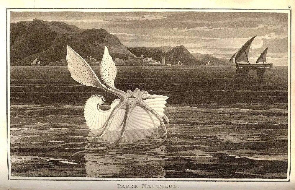 
        Аргонавт: осьминог с&nbsp;раковиной, которая ни&nbsp;от&nbsp;чего не&nbsp;защищает    