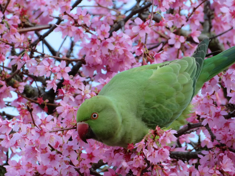 
        Лондон &ndash; город зеленых попугаев    