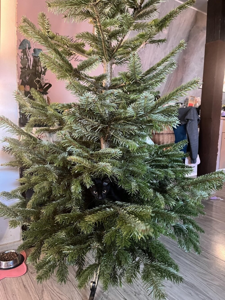 
        25&nbsp;вдохновляющих пушистых помощников, которые властвуют в&nbsp;домах и&nbsp;сердцах    