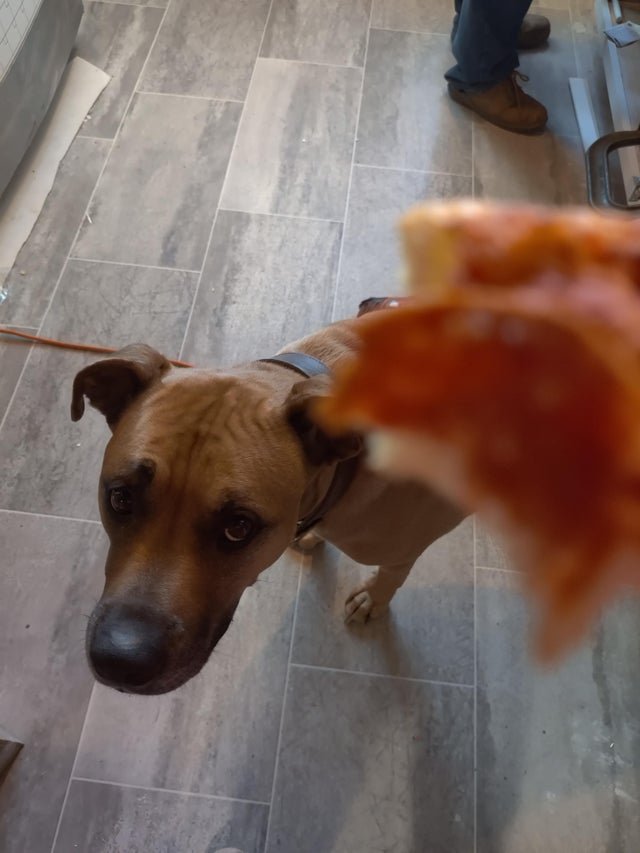 Смешные животные, которым нужна ваша еда (22 фото) Смешные животные, которым нужна ваша еда (22 фото)