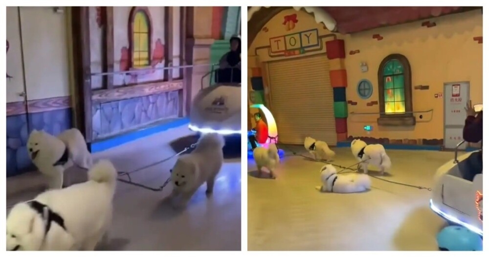 Не каждого пса можно заставить работать в праздники
Не каждого пса можно заставить работать в праздники