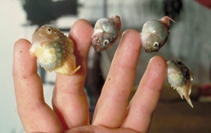 
        Тихоокеанский круглопёр    