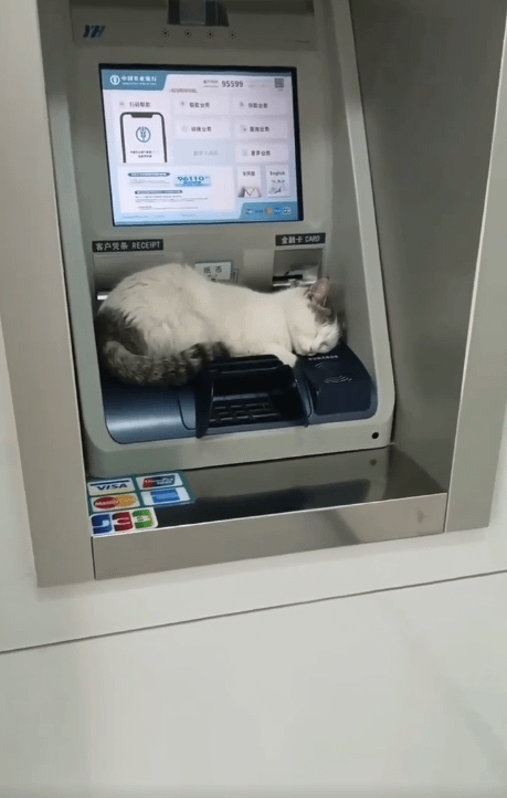 25 котиков, которые следят за дедлайнами и настроением
25 котиков, которые следят за дедлайнами и настроением