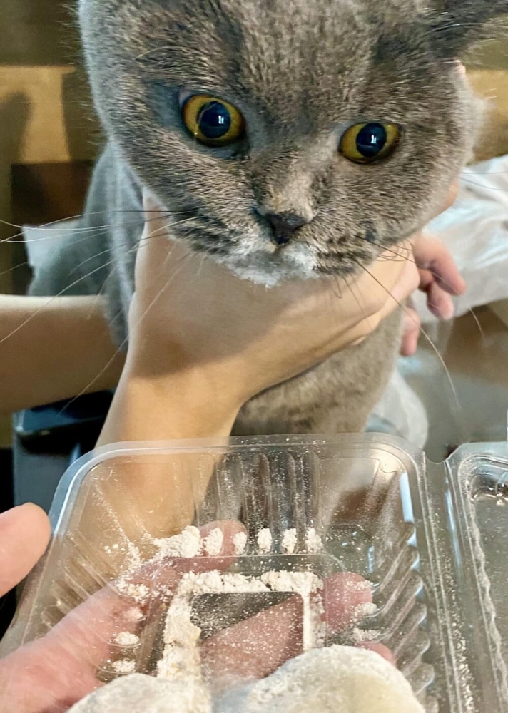 
        25&nbsp;вдохновляющих пушистых помощников, которые властвуют в&nbsp;домах и&nbsp;сердцах    