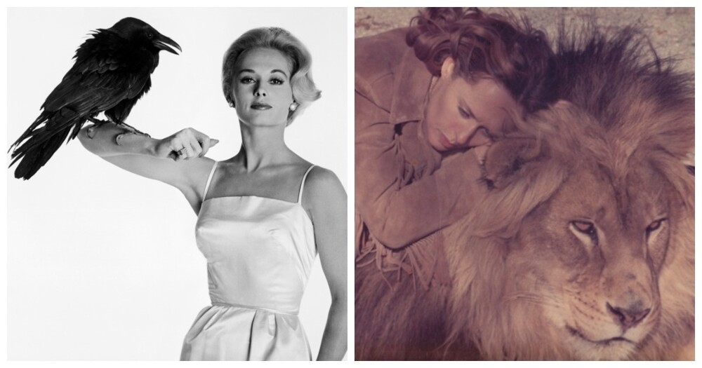 Львиная доля Типпи Хедрен: как муза Хичкока променяла блеск Голливуда на жизнь с хищниками
Львиная доля Типпи Хедрен: как муза Хичкока променяла блеск Голливуда на жизнь с хищниками