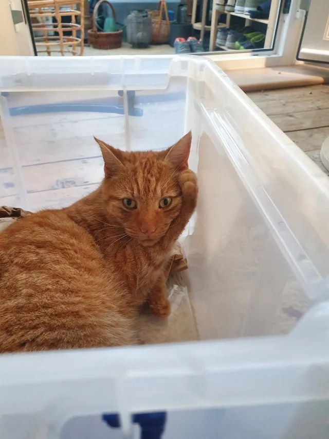 Подборка фотографий со смешными котами (22 фото)