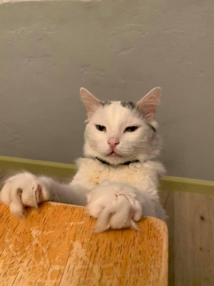 
        20&nbsp;кодов доступа к&nbsp;котонастроениям и&nbsp;которазвлечениям    