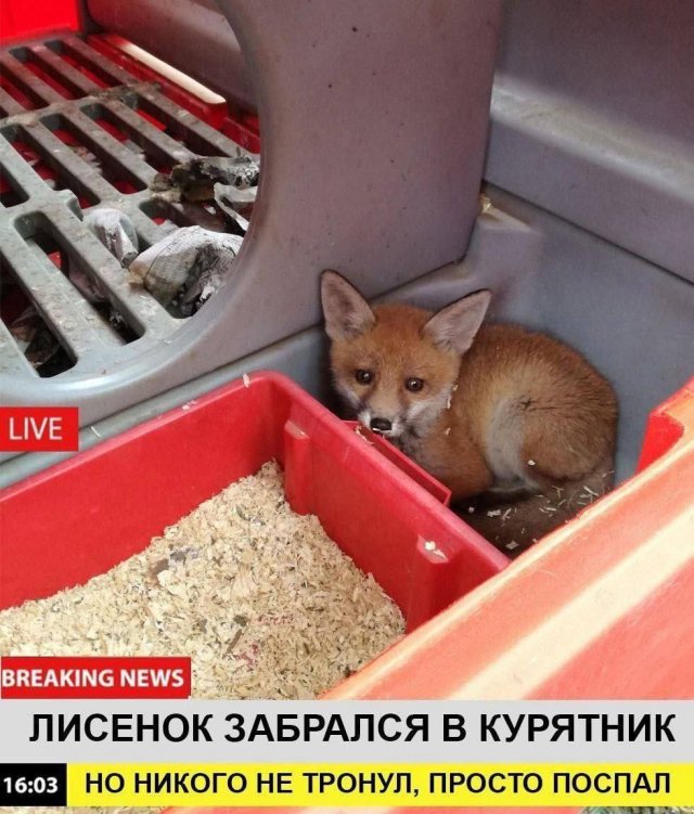 Лучшие шутки и мемы из Сети - 29.01.2026 (15 фото) Лучшие шутки и мемы из Сети - 29.01.2026 (15 фото)