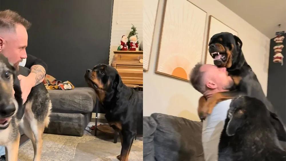 
        Ревнивый ротвейлер мешает хозяину играть с&nbsp;другой собакой    