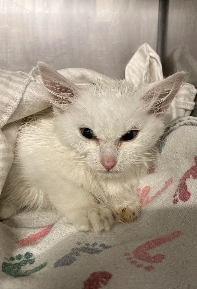 Подборка фотографий со смешными котами (22 фото)