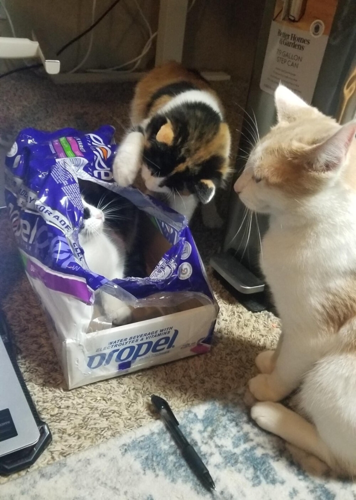 
        20&nbsp;примеров занятий котиков, считающих, что&nbsp;их&nbsp;никто не&nbsp;видит    