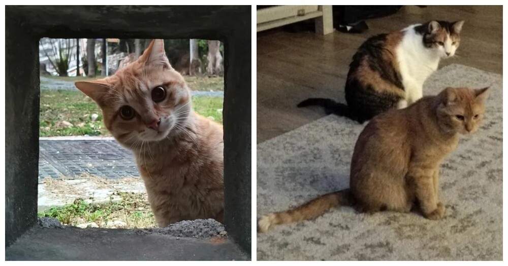 
        20&nbsp;кодов доступа к&nbsp;котонастроениям и&nbsp;которазвлечениям    