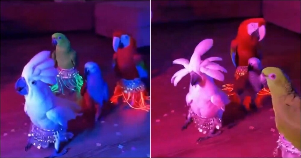 
        Хозяйка попугаев превратила своих питомцев в&nbsp;настоящих исполнителей восточных танцев    