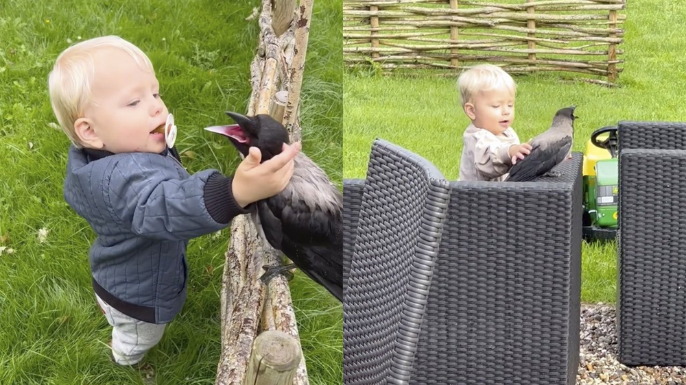 
        Никогда не&nbsp;переходи дорогу вороне. Она&nbsp;будет мстить всю&nbsp;жизнь!    