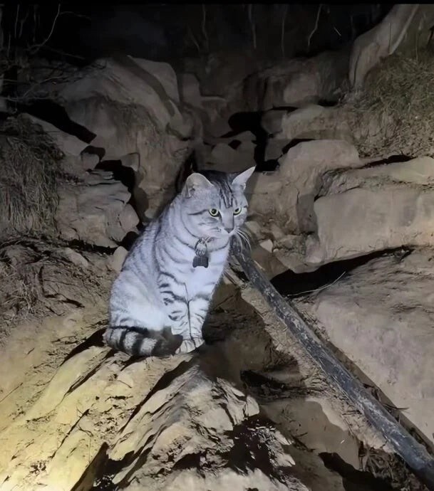 
        Кошка, которая не&nbsp;нуждается в&nbsp;спасении, обманывает добряков    