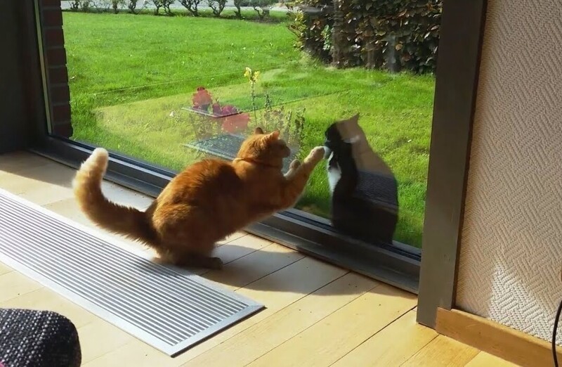 
        20+ хвостатых упрямцев, демонстрирующих разные грани и&nbsp;степени кошачьей настойчивости    