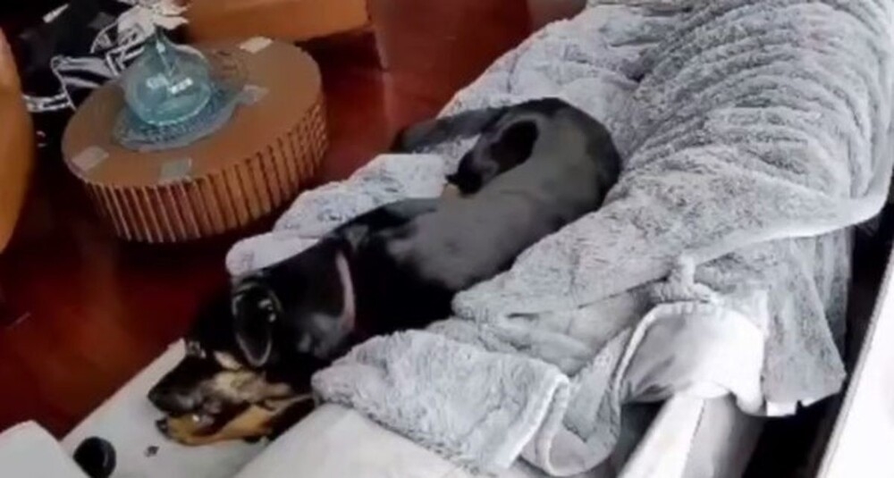 Пёс пожевал перчатку с подогревом и чуть не спалил дом хозяина
Пёс пожевал перчатку с подогревом и чуть не спалил дом хозяина