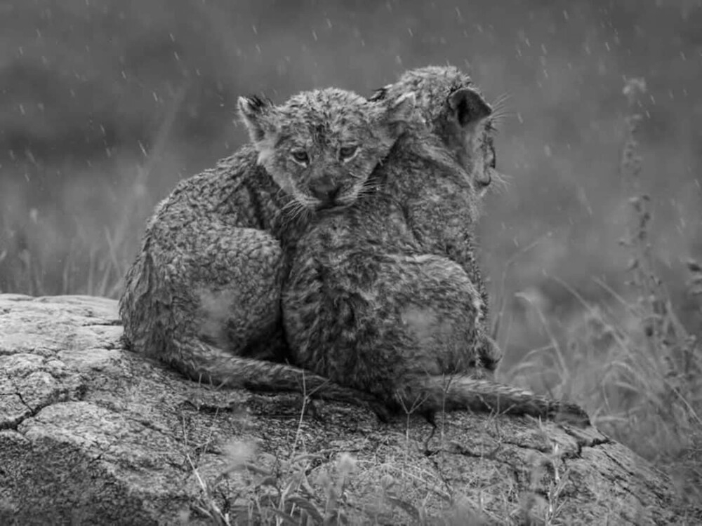 Monovisions Photography Awards 2025
Monovisions Photography Awards 2025