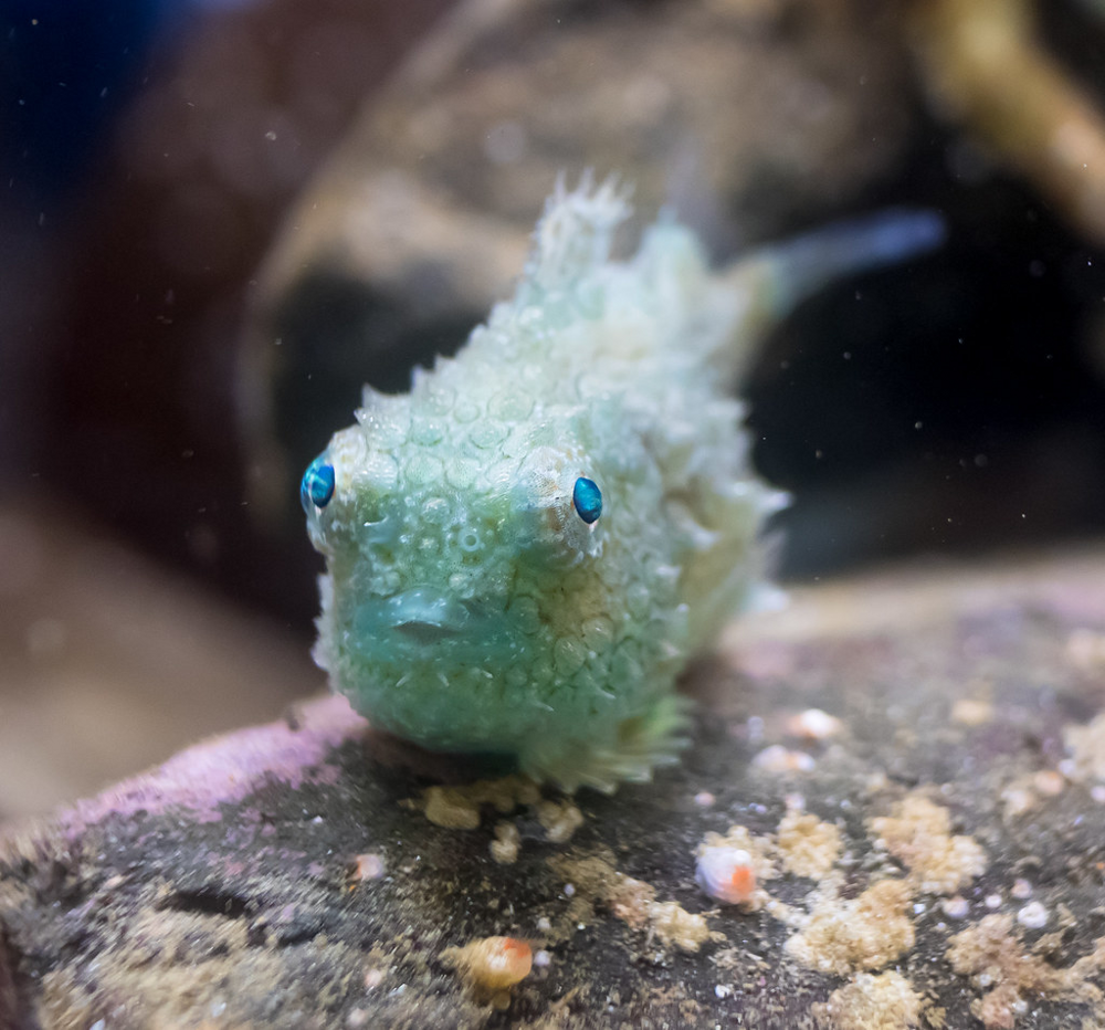 
        Тихоокеанский круглопёр    