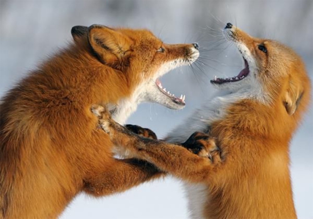 
        Зачем лисы открывают рты&nbsp;и&nbsp;встают на&nbsp;задние лапы, когда ссорятся    