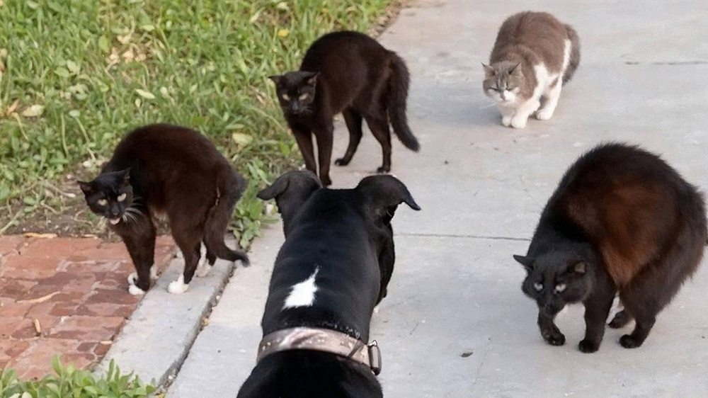 
        Как&nbsp;устроена стая дворовых кошек?    