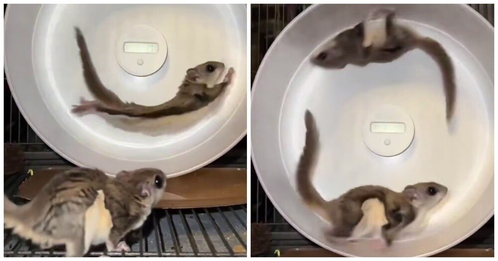 
        Неудачный забег летяги в&nbsp;колесе    