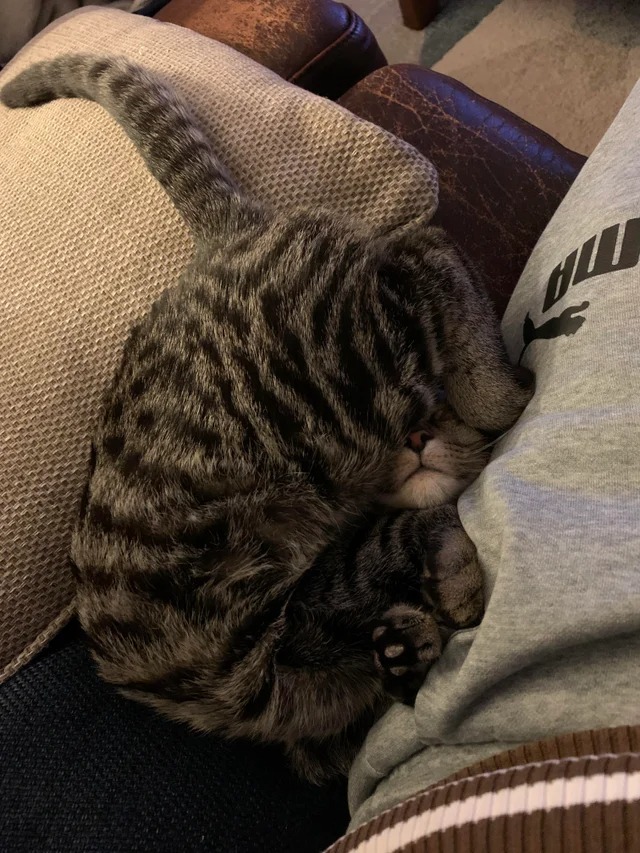 Подборка фотографий со смешными котами (22 фото)