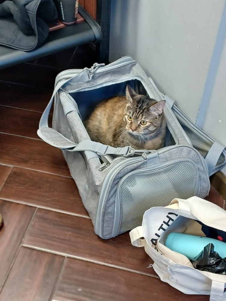 
        20&nbsp;кодов доступа к&nbsp;котонастроениям и&nbsp;которазвлечениям    