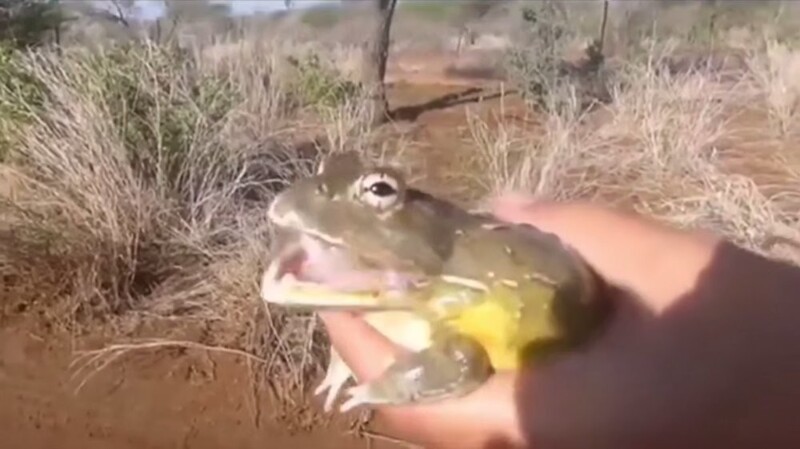 
        Разнообразие звуков, издаваемых жабами и&nbsp;лягушками    