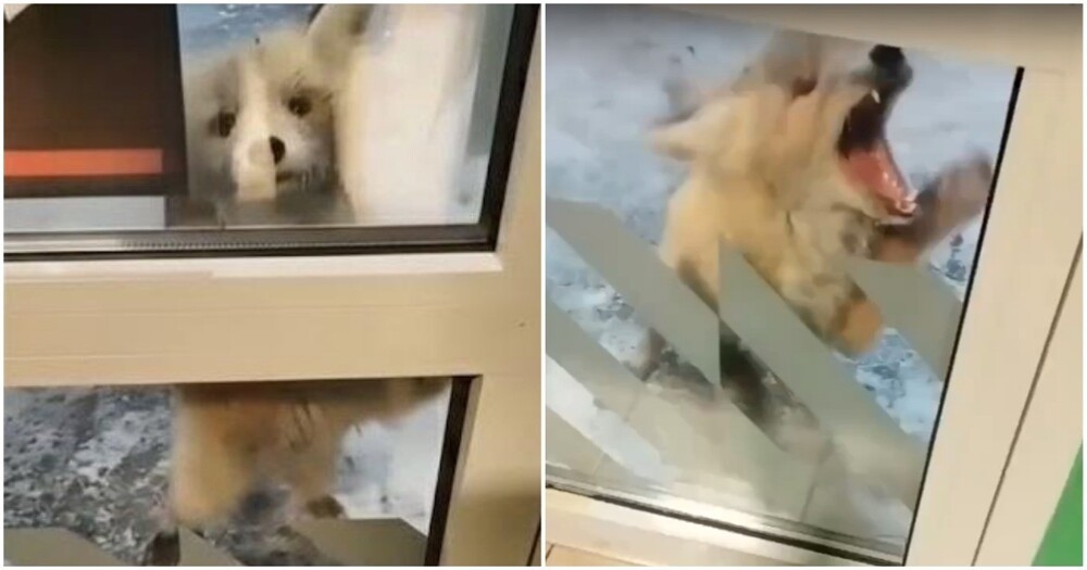 Агрессивная лиса укусила женщину и напугала посетителей магазина
Агрессивная лиса укусила женщину и напугала посетителей магазина