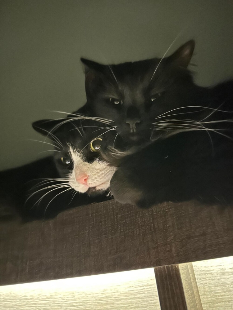 
        20&nbsp;кодов доступа к&nbsp;котонастроениям и&nbsp;которазвлечениям    