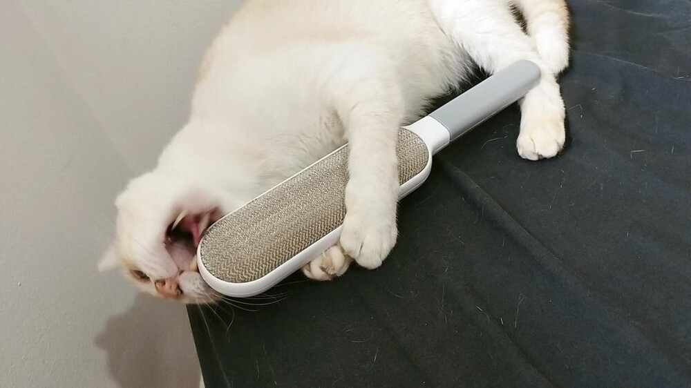 25 котиков, которые следят за дедлайнами и настроением
25 котиков, которые следят за дедлайнами и настроением