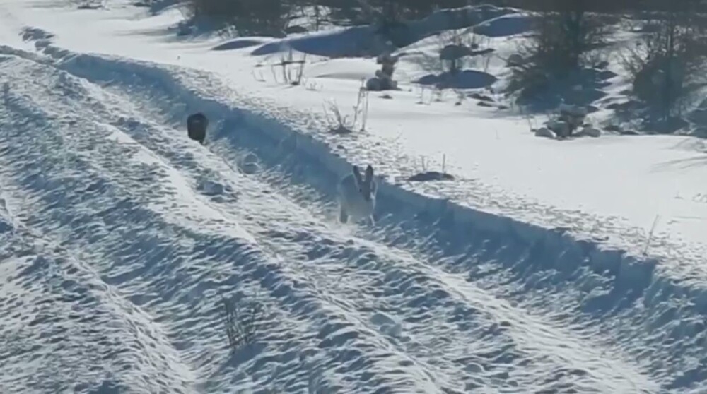 
        Заяц нашёл неожиданный способ спастись от&nbsp;соболя    