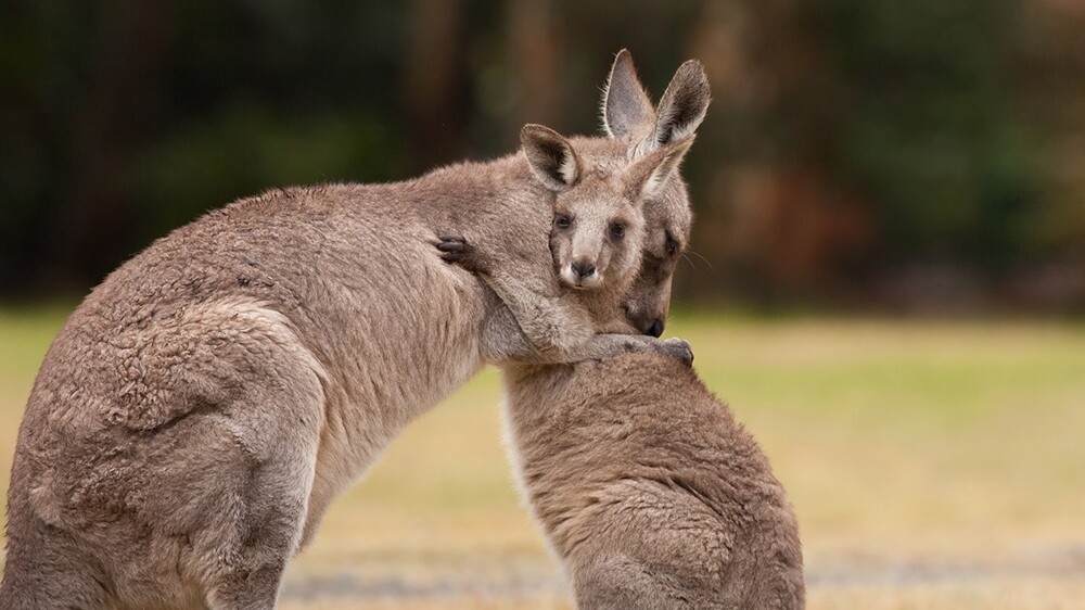 
        Самка кенгуру воссоединилась с&nbsp;детёнышем    