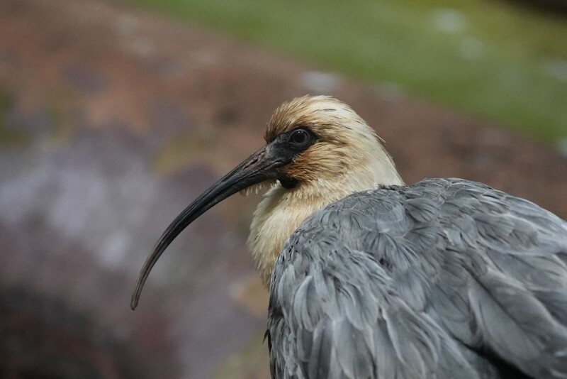 
        Московский зоопарк установил мировой рекорд по&nbsp;числу представленных видов животных    