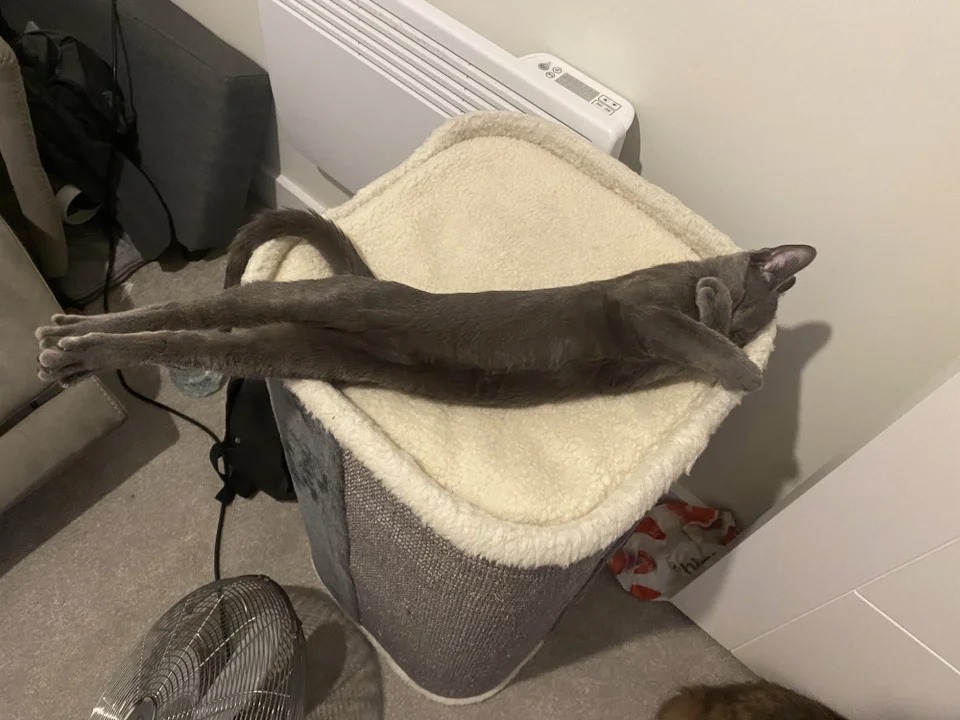 Подборка фотографий со смешными котами (22 фото)