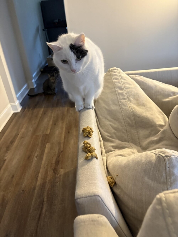 
        25&nbsp;вдохновляющих пушистых помощников, которые властвуют в&nbsp;домах и&nbsp;сердцах    