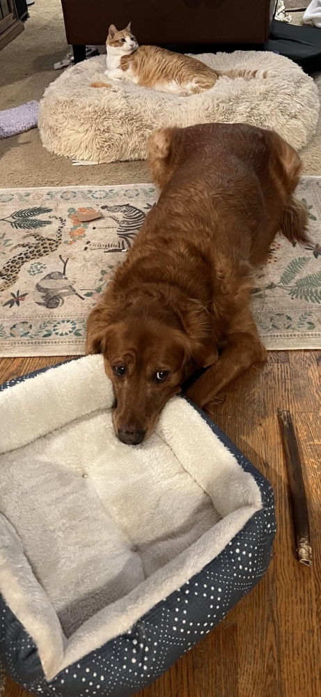 25 котиков, которые следят за дедлайнами и настроением
25 котиков, которые следят за дедлайнами и настроением