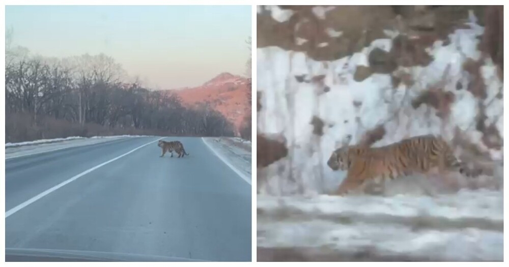 Тигры "окружили" автомобиль в Приморье
Тигры "окружили" автомобиль в Приморье