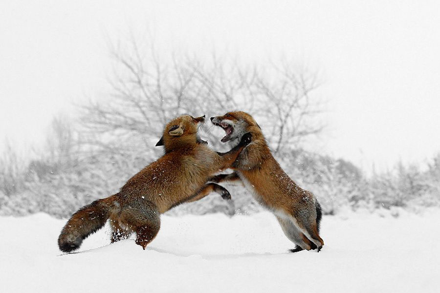 
        Зачем лисы открывают рты&nbsp;и&nbsp;встают на&nbsp;задние лапы, когда ссорятся    