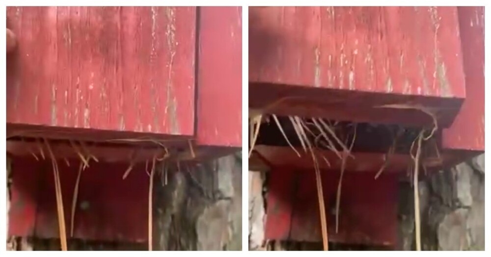 
        Неожиданный житель скворешника    