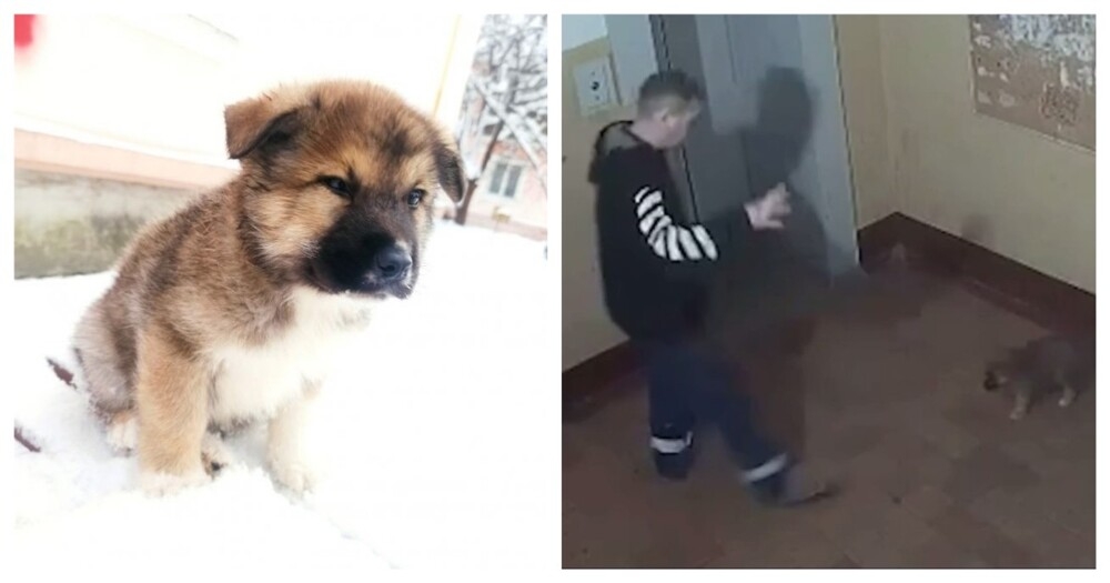 
        Мужчина избил щенка в&nbsp;подъезде жилого дома    